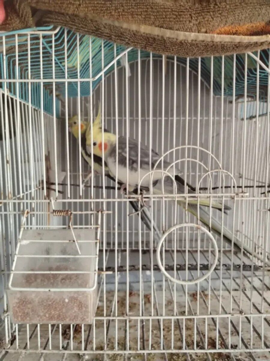 Korellalar — Quşlar, Bakı (6)