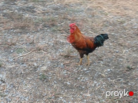 Unvan qax rayonu catdirilma yoxdu temiz kent heyvanlaridi — Qax