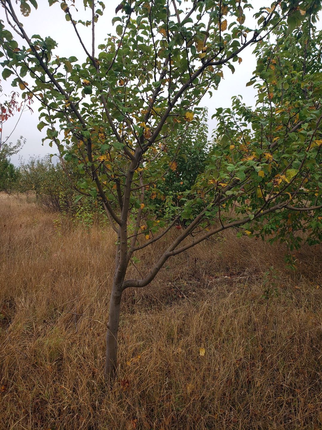 Satılır torpaq 30 sot — Torpaq, Şamaxı (2)
