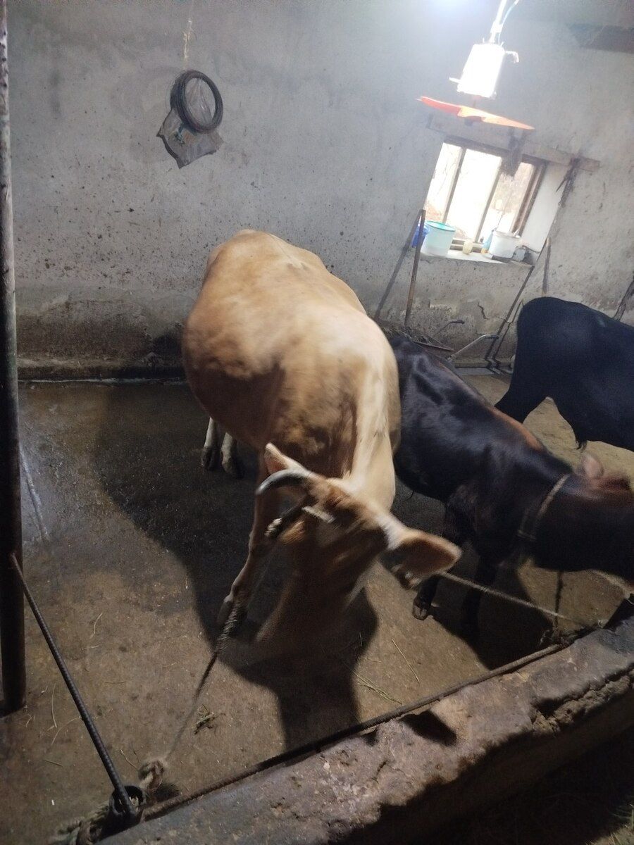 Dana — Heyvanlar, Bakı (6)