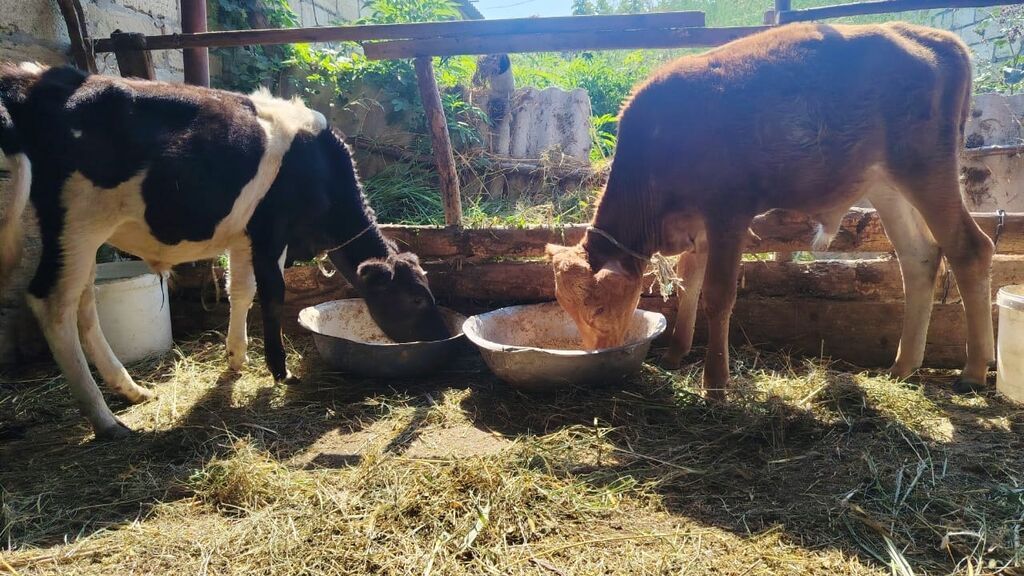 2 dənə erkəy danalar.Qiymət cütünə aiddir.Razılaşma yolu var — Heyvanlar, Xudat (2)