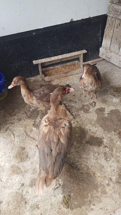 Ördəklər — Bakı
