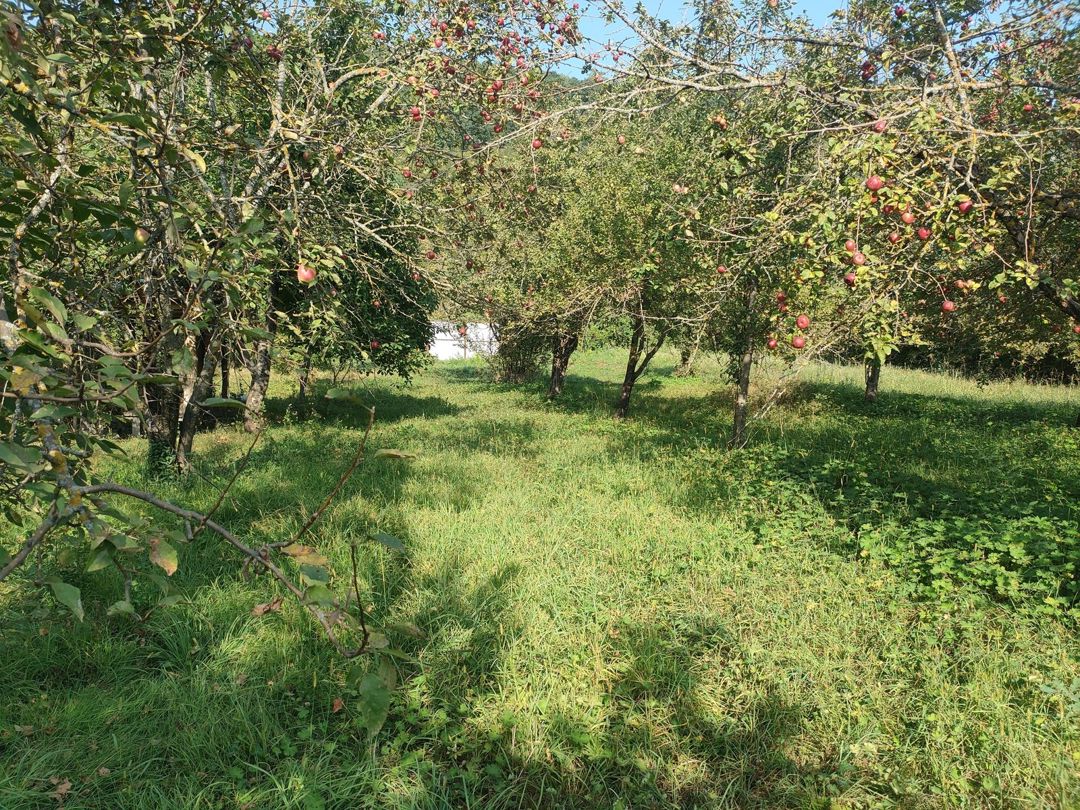 36 sot torpaq sahəsi, Qəbələ r — Torpaq, Qəbələ (6)