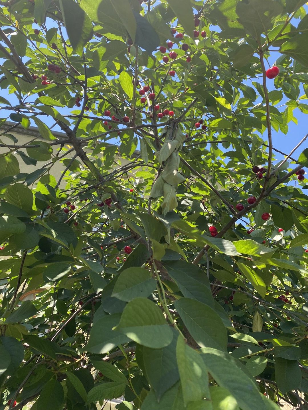 Satılır torpaq 20 sot — Torpaq, Bakı (7)