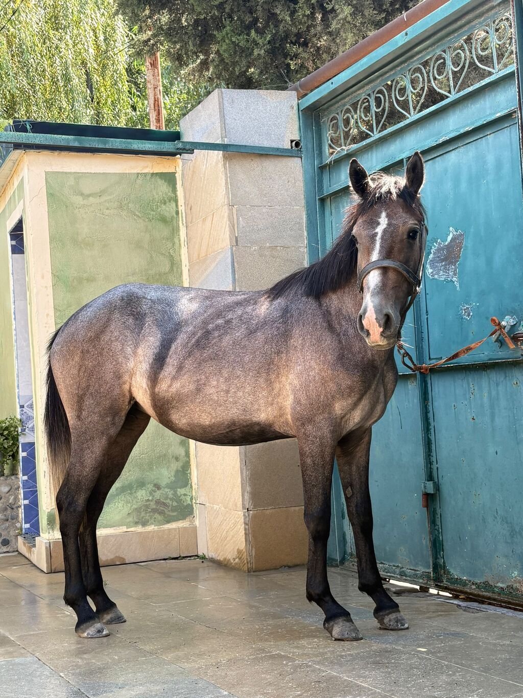 Dişi, il: 2, Ünvandan götürmə — Atlar, Digah (5)