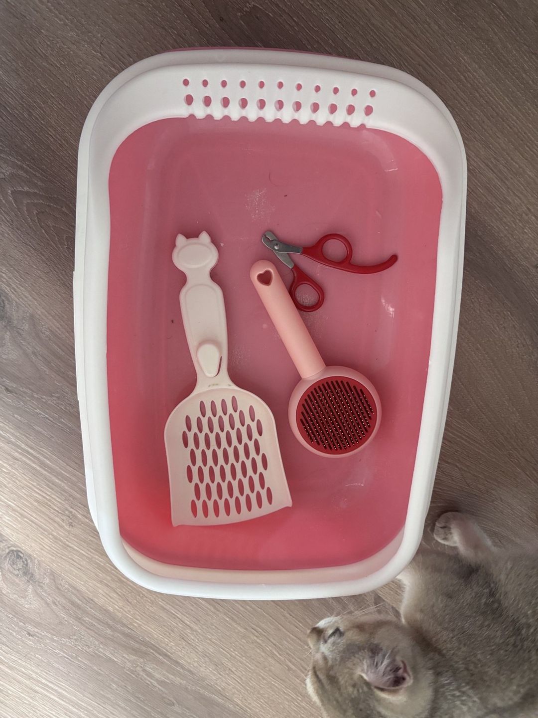 Qızılı şinşilla pişiyi — Pişiklər, Sumqayıt (12)