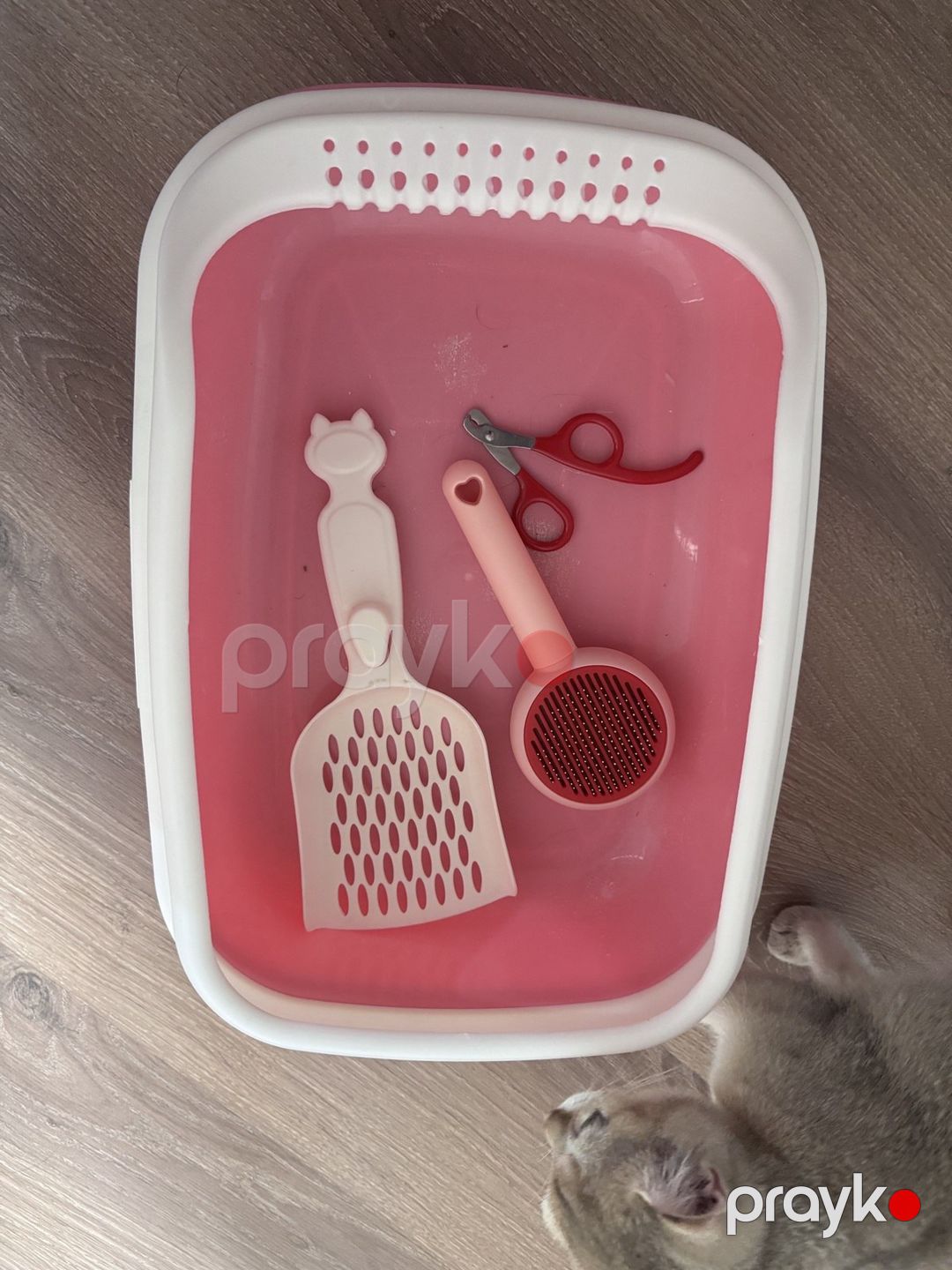 Qızılı şinşilla pişiyi — Pişiklər, Sumqayıt (12)