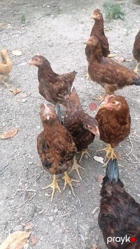 Toyuq