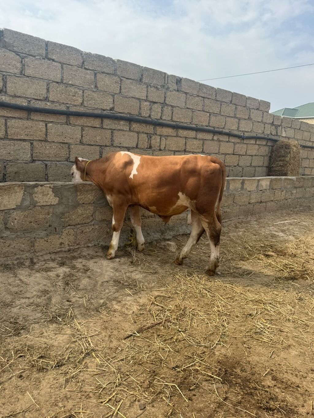 Erkək simmental dana İki baş təmiz qan erkək simmental dana satılır — Heyvanlar, Sumqayıt (8)