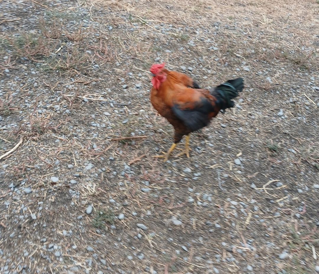 Çolpa — Quşlar, Qax (2)