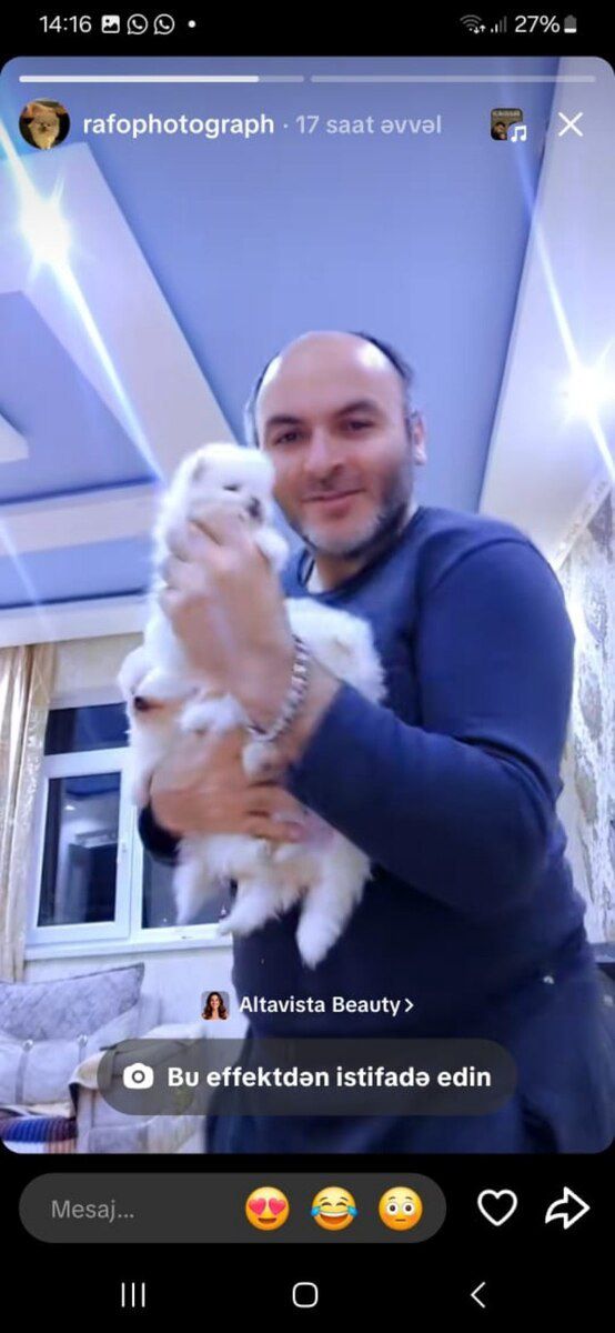 Pomeranian şpits — Heyvanlar, Bakı (7)