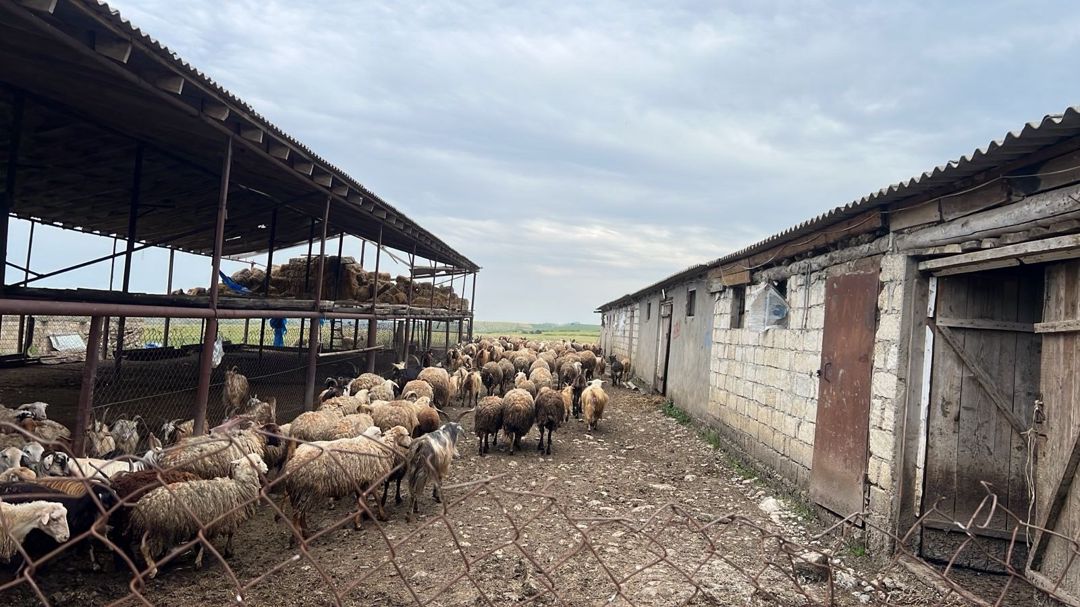 100000 sot torpaq sahəsi, Şabran r — Torpaq, Şabran