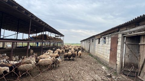 100000 sot torpaq sahəsi, Şabran r — Şabran