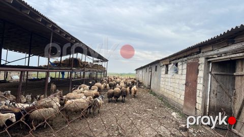 100000 sot torpaq sahəsi, Şabran r