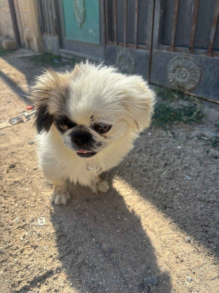 Pekines — Heyvanlar, Bakı (3)