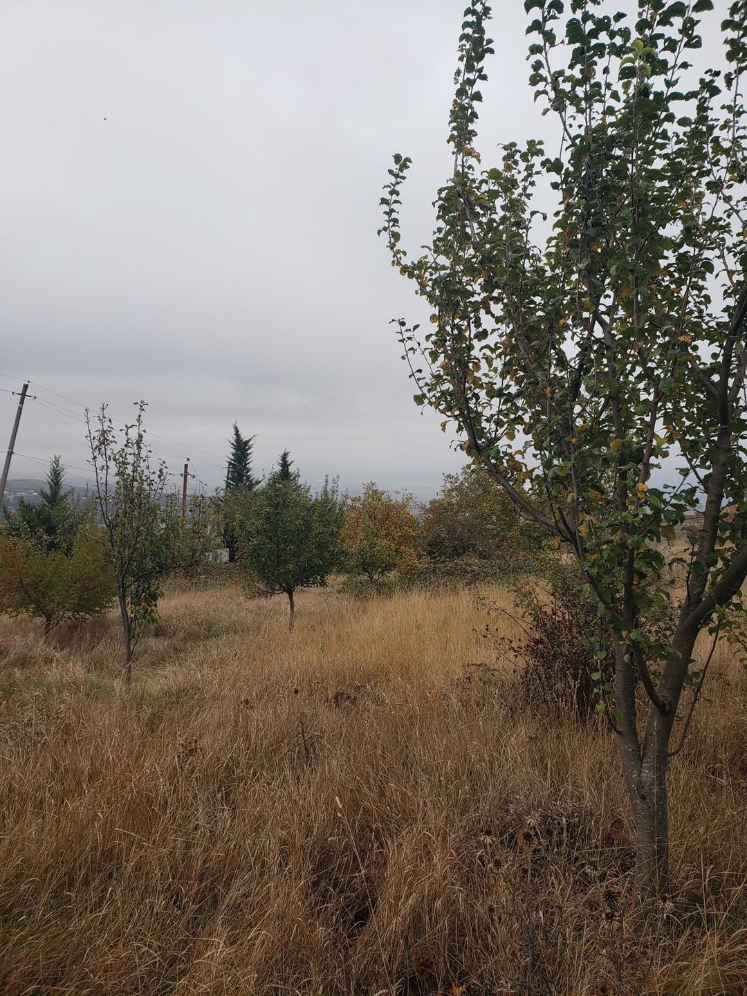 Satılır torpaq 30 sot — Torpaq, Şamaxı (8)