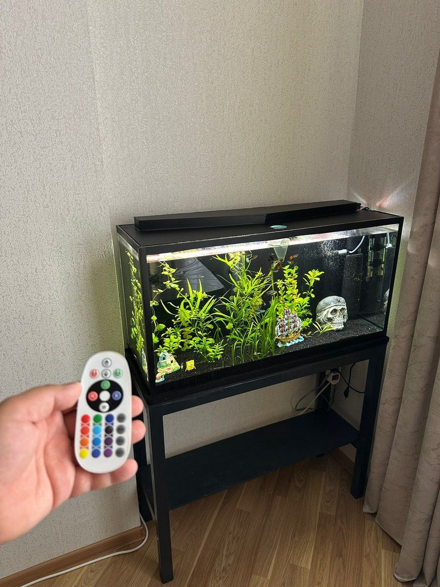 Akvarium — Akvariumlar və balıqlar, Bakı (12)