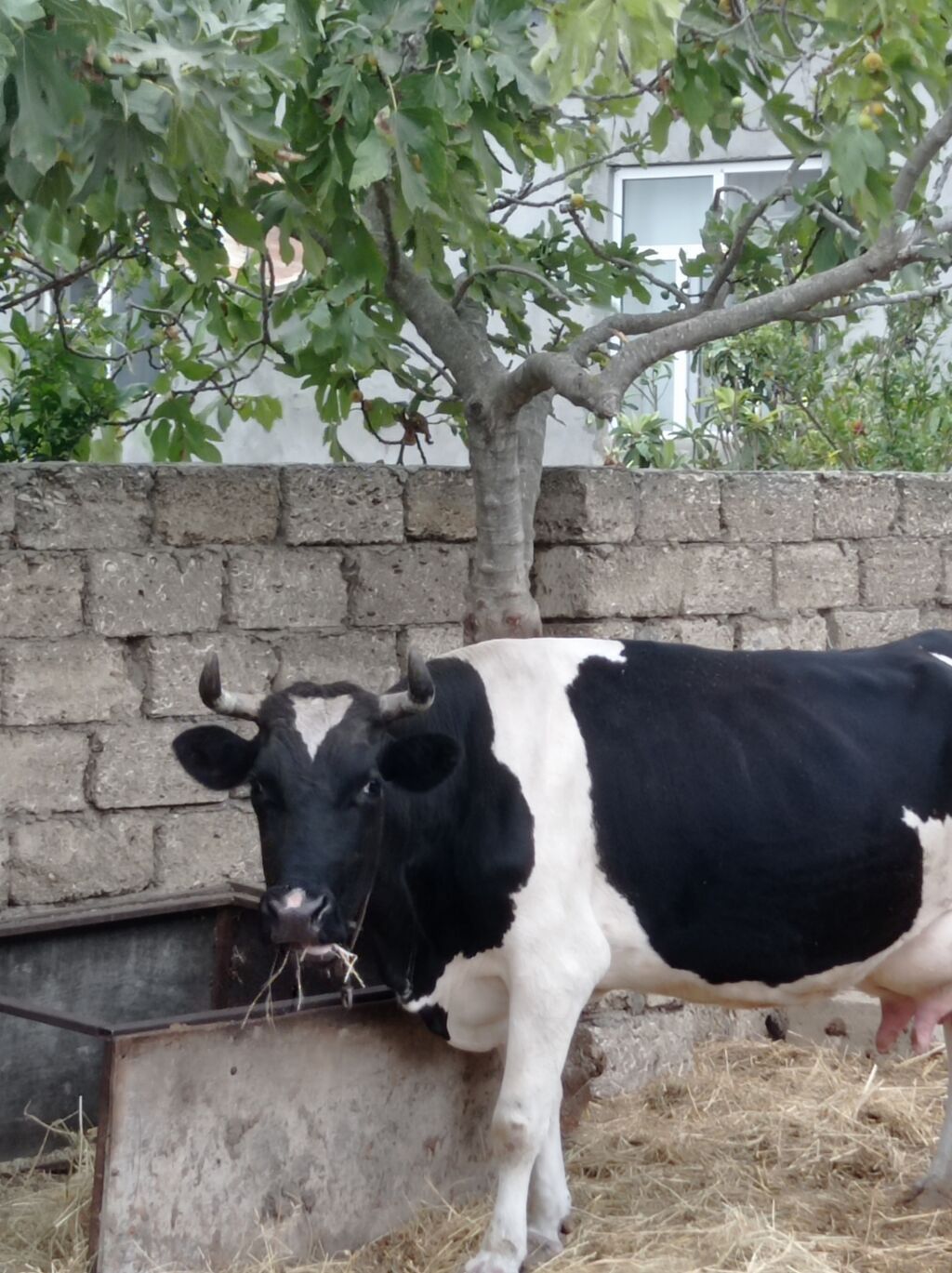Təzə doğub 3 qarına balası super heyvandı öz qapı malimdı sudu 20 — Heyvanlar, Digah (7)