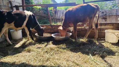 2 dənə erkəy danalar.Qiymət cütünə aiddir.Razılaşma yolu var — Xudat