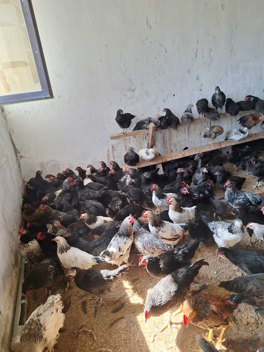 Ataks və F6 fərələri — Quşlar, Sumqayıt (3)