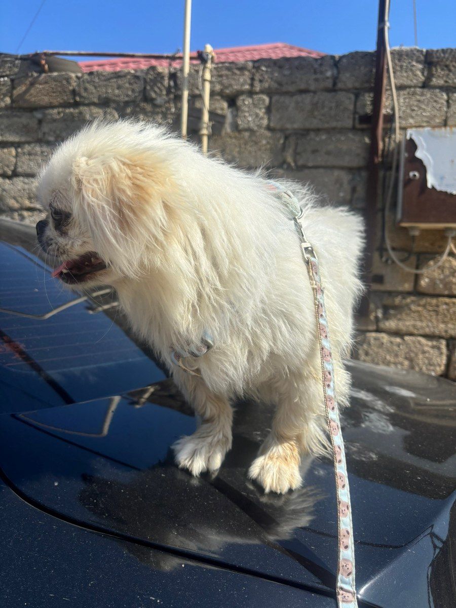 Pekines — Heyvanlar, Bakı (4)