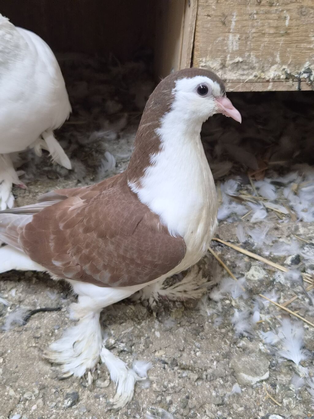1 cut delfin — Quşlar, Sumqayıt (2)