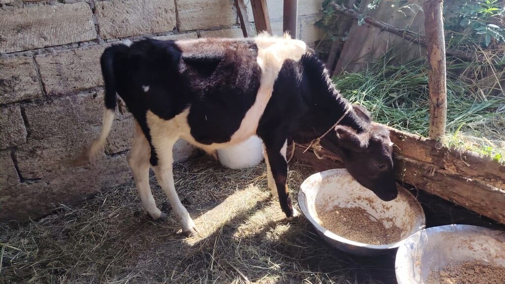 2 dənə erkəy danalar.Qiymət cütünə aiddir.Razılaşma yolu var — Heyvanlar, Xudat (3)