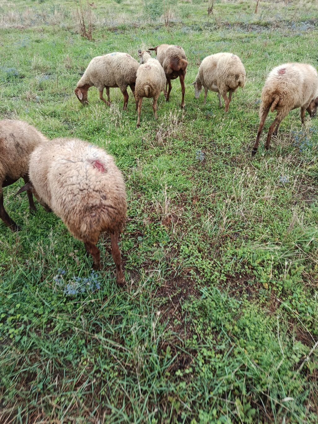 Qoca qoyunlarıdi icinde 3 aylıq bogazda var qiymət 210 sonu budu — Heyvanlar, Quba (3)