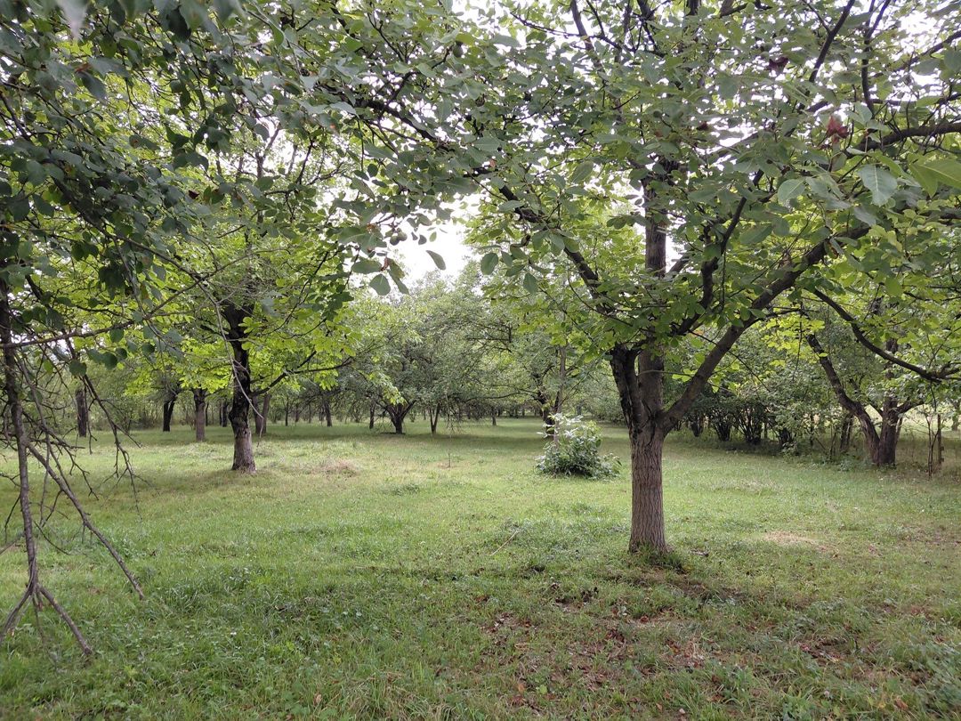 Satılır torpaq 29 sot — Torpaq, Quba (2)