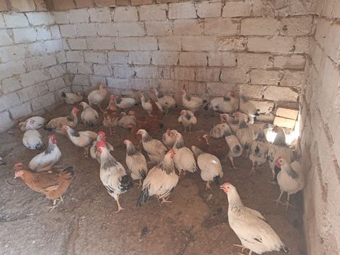 Serebrist fərə və xoruzlar — Hacıqabul