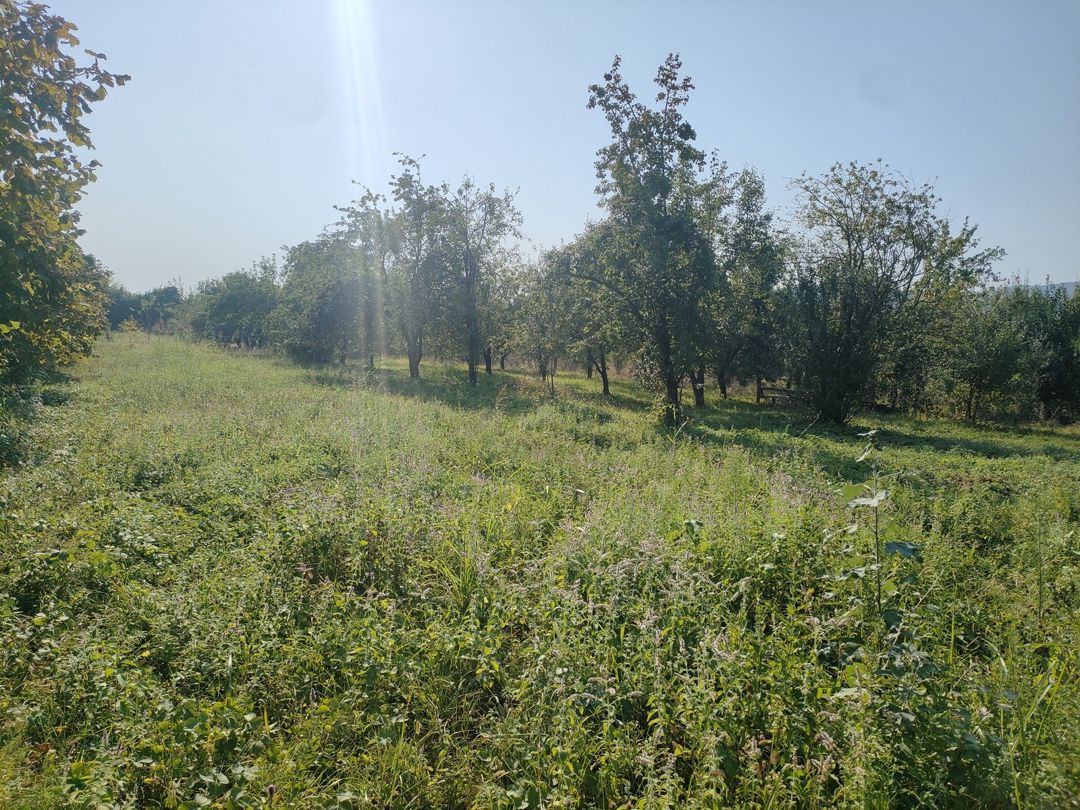 36 sot torpaq sahəsi, Qəbələ r — Torpaq, Qəbələ (8)