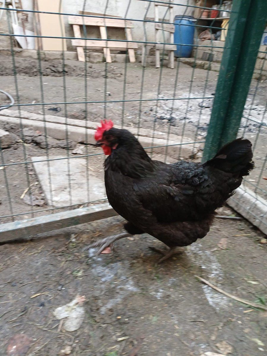Avstralop yumurtası — Tərəvəz, meyvə və yaşıllıq, Bakı (10)