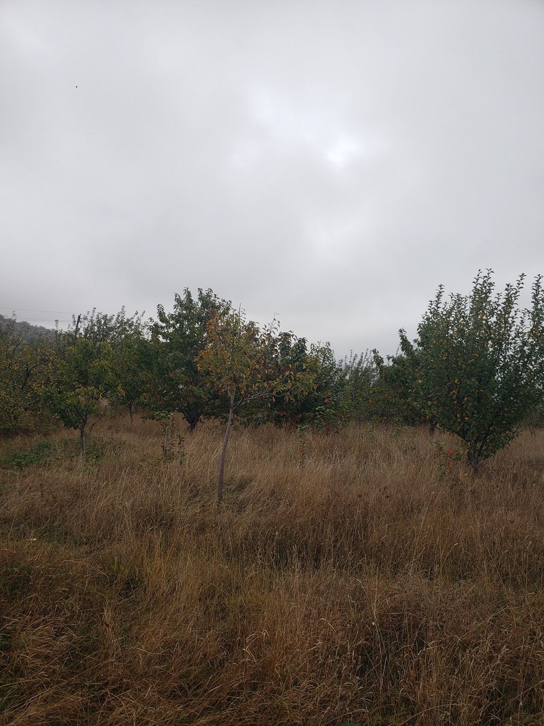 Satılır torpaq 30 sot — Torpaq, Şamaxı (4)