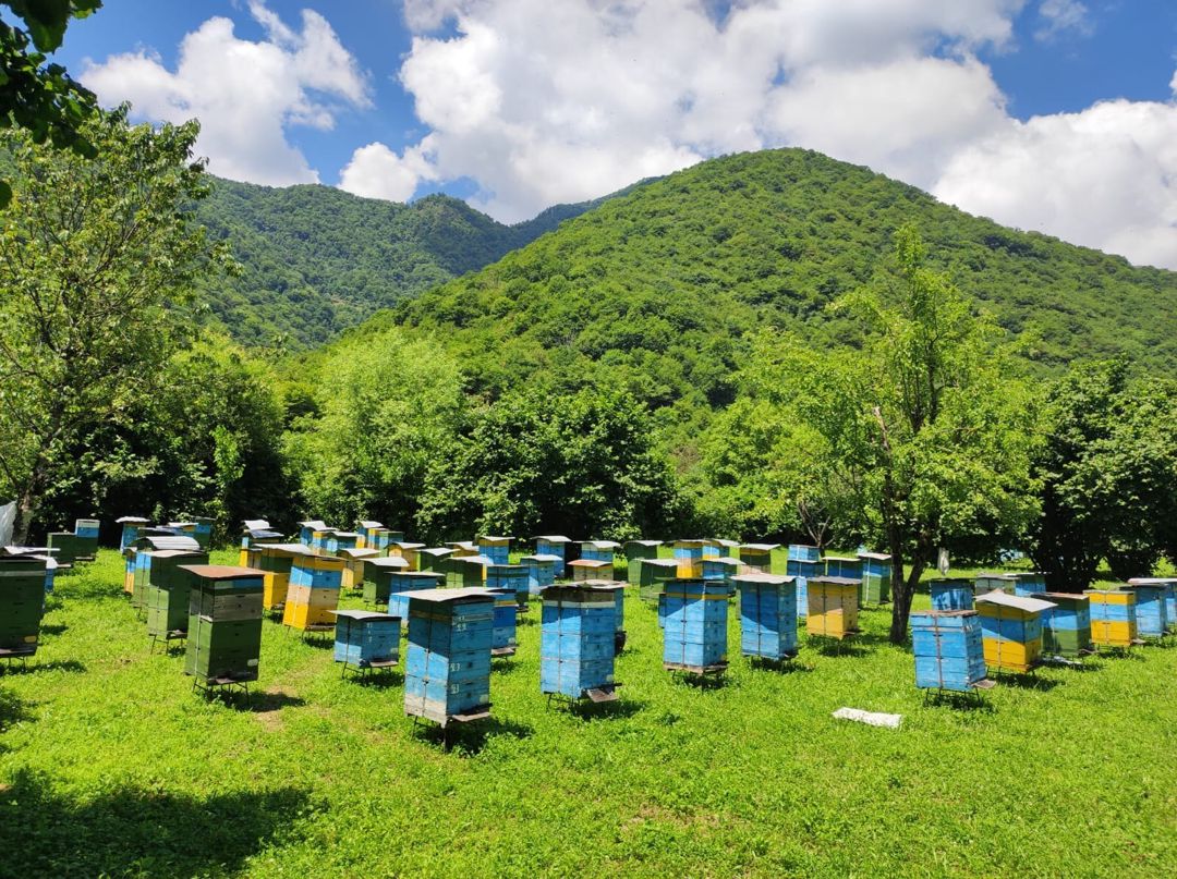Zaqatala balı 100% natur — Toyuq və xoruz, Zaqatala (6)