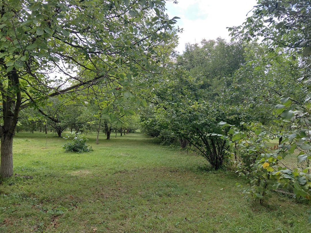 Satılır torpaq 29 sot — Torpaq, Quba (4)