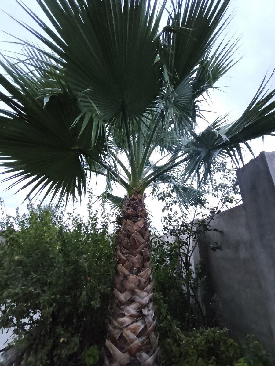 Palma ağacı — Bitkilər, Bakı (2)