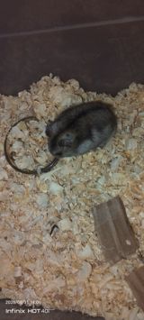 Cırtdan hamster – dekorativ ev heyvanı hər iki Hamister daxildir o — muradmemmedov121200