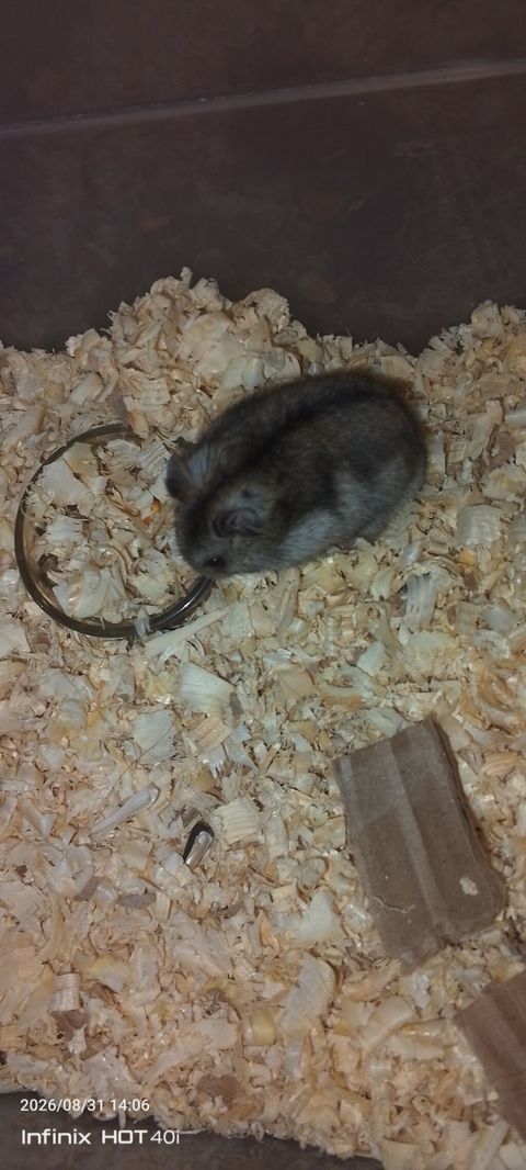 Cırtdan hamster – dekorativ ev heyvanı hər iki Hamister daxildir o — Bakı