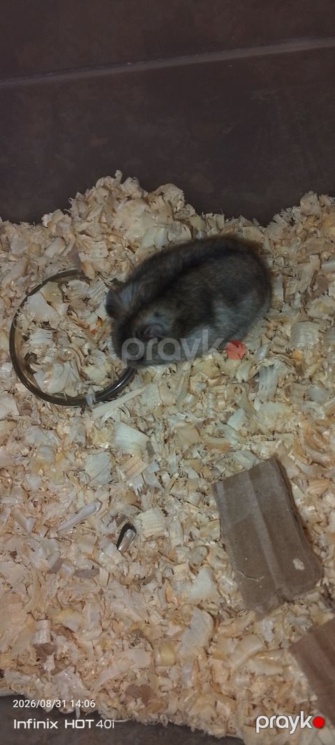 Cırtdan hamster – dekorativ ev heyvanı hər iki Hamister daxildir o — Bakı
