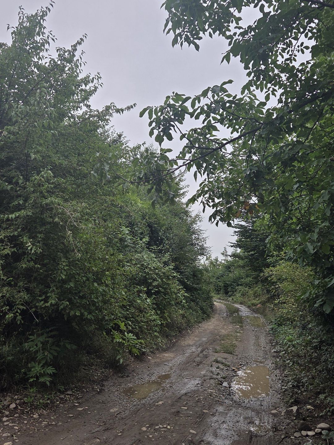 Satılır torpaq 8 sot — Torpaq, Qusar (4)