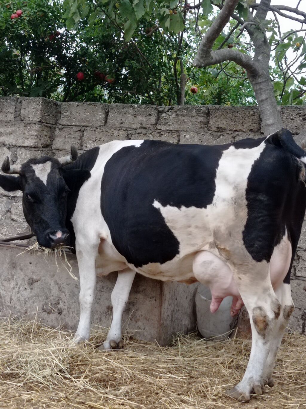 Təzə doğub 3 qarına balası super heyvandı öz qapı malimdı sudu 20 — Heyvanlar, Digah (9)