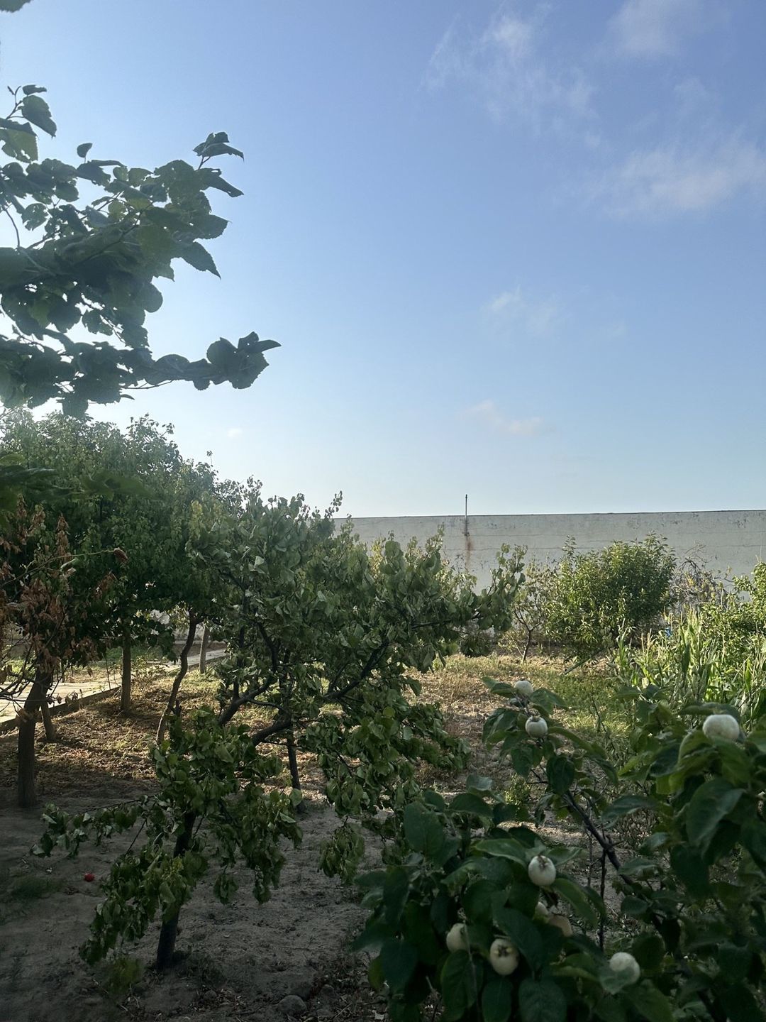 Satılır torpaq 3 sot — Torpaq, Bakı (2)