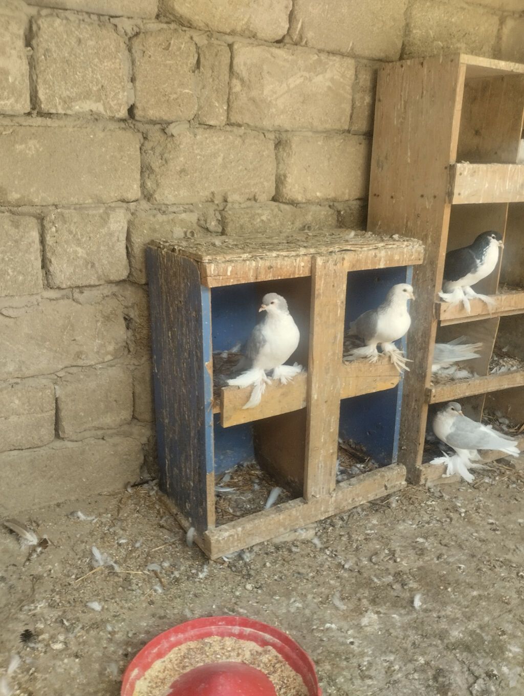 Delfinlər satılır qiymət heyvana görə deyisir — Quşlar, Bakı (2)