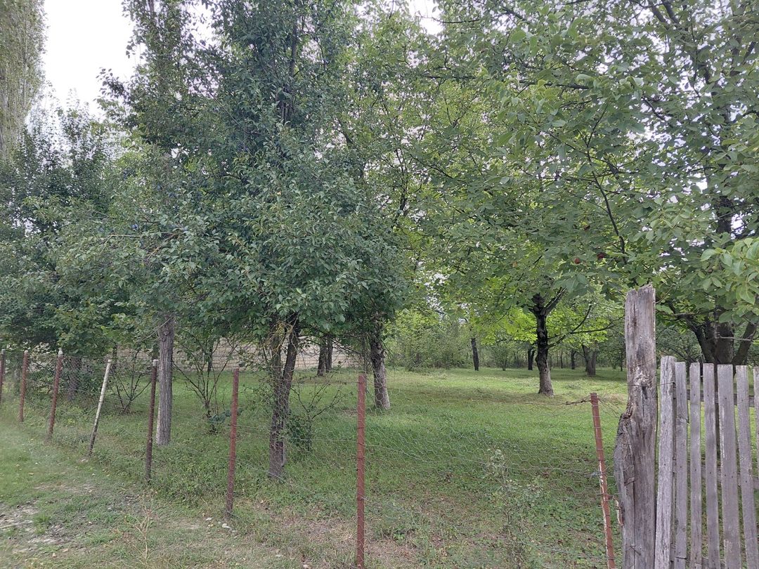 Satılır torpaq 29 sot — Torpaq, Quba (3)