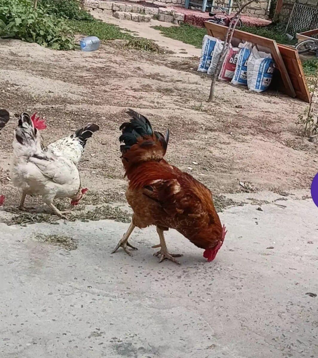 Xoruzlar — Quşlar, Bakı (2)