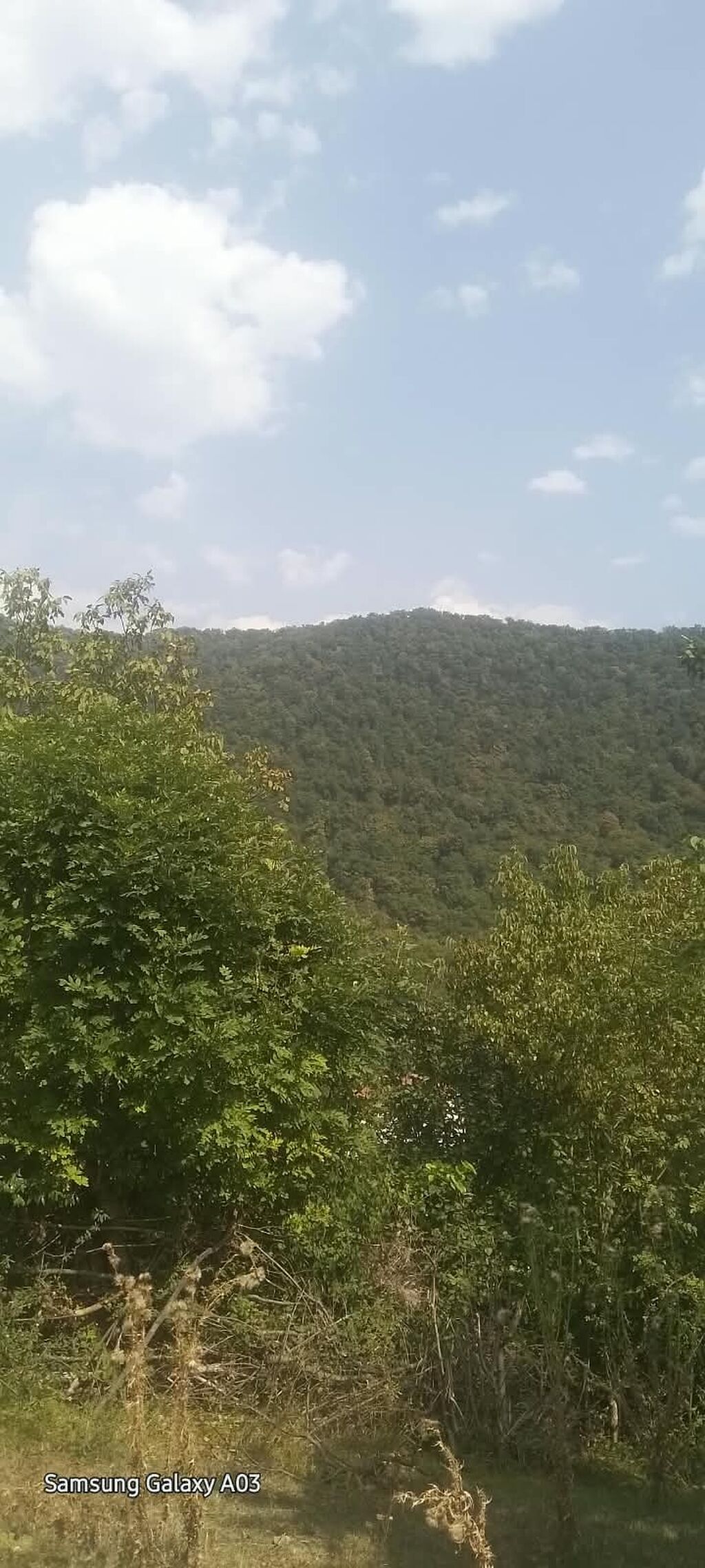 Qax rayonu Zerne kendinde 18 sot meşə ilə əhatələnmiş, dağ mənzərəli — Torpaq, Qax (7)