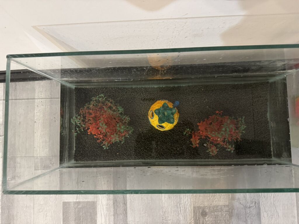 Dördbucaq akvarium, Boş, 60 l, Ünvandan götürmə — Heyvanlar, Bakı (4)