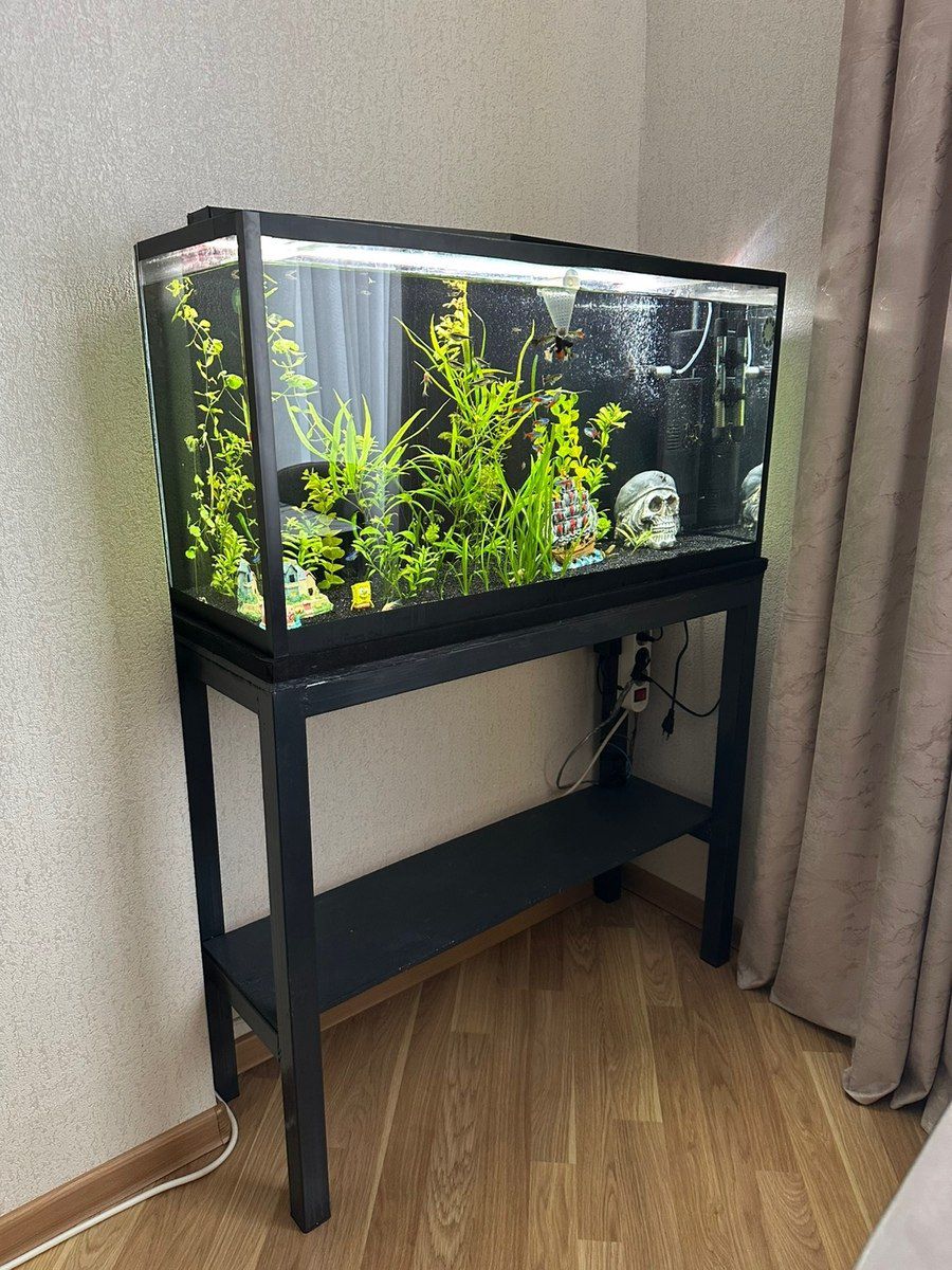Akvarium — Akvariumlar və balıqlar, Bakı (8)