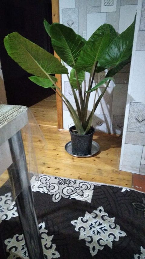Böyük ölçülü otaq bitkisi – Dieffenbaxiya (Dieffenbachia) - Qalın — Bakı