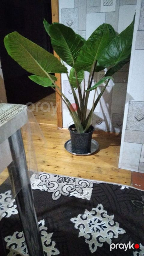 Böyük ölçülü otaq bitkisi – Dieffenbaxiya (Dieffenbachia) - Qalın — Bakı